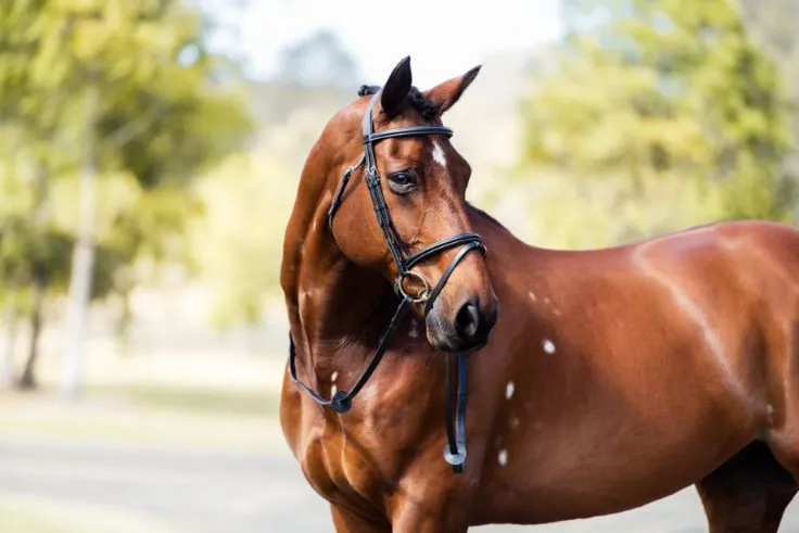 Cavalier Classic Bridle Black