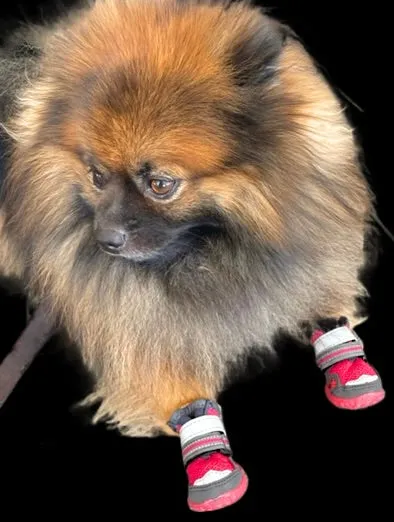 Doggy Boots - Rubber and Mesh boots good for all year round.