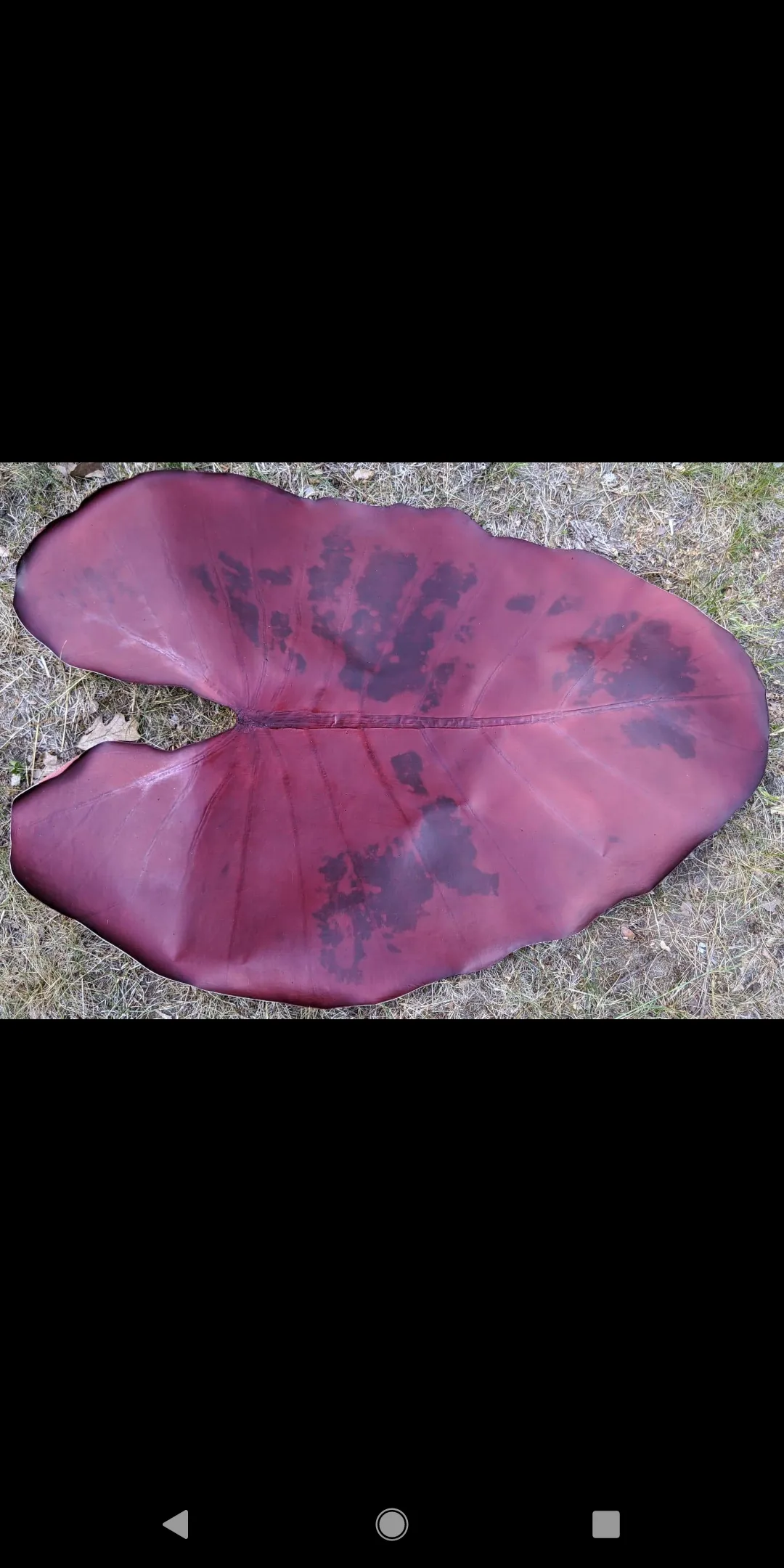 Leaf